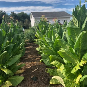 May include: Rows of tall green tobacco plants growing in a field. The plants have large leaves and are in various stages of growth. A white building is visible in the background.