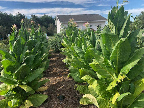 kentucky burley tobacco Buy Kentucky Burley Tobacco Seeds: Non-gmo Nicotiana Tabacum, Heavy  Producing Burley Free Shipping No Tracking Read Description Online in India