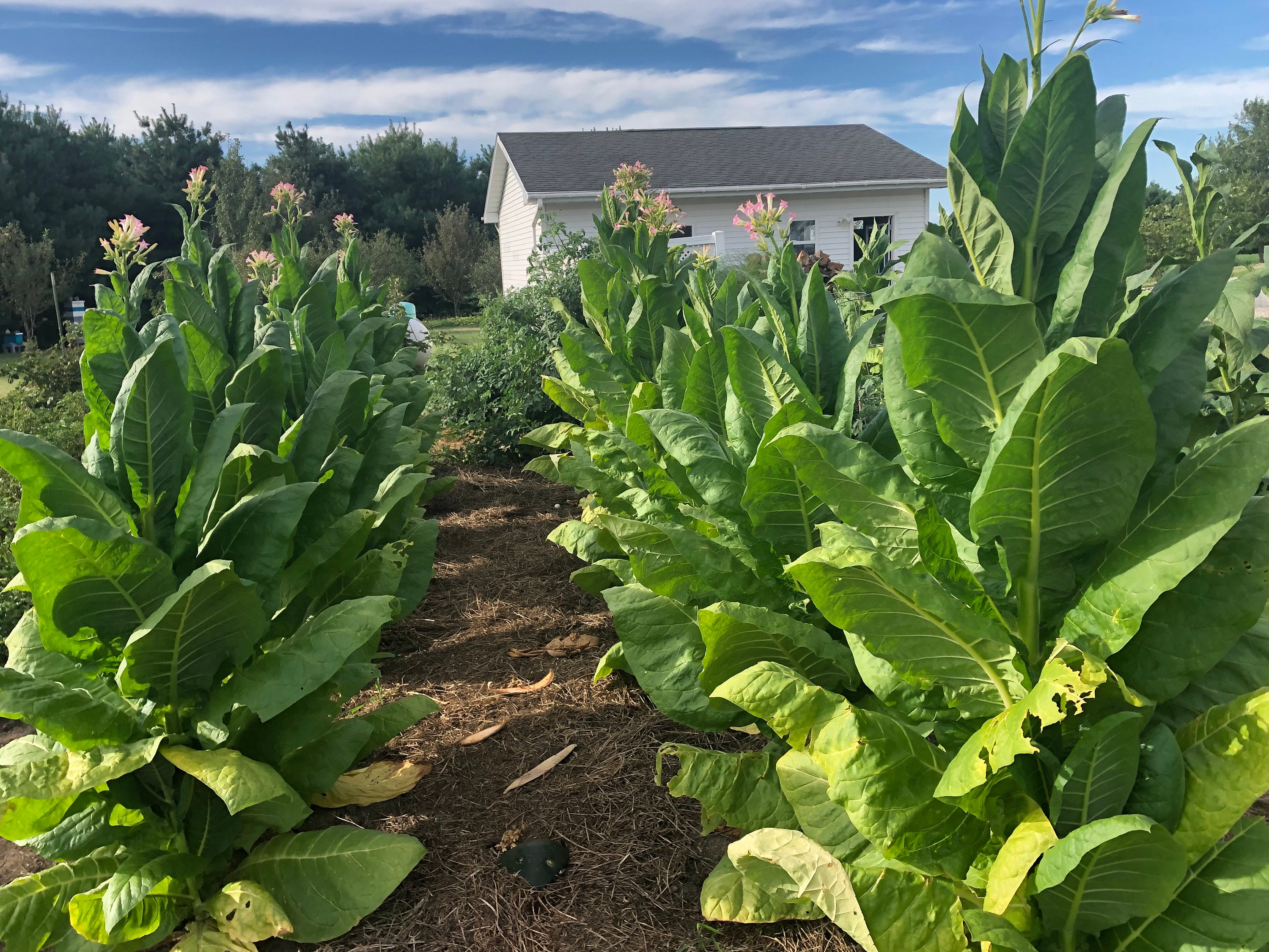burley tobacco where to buy Kentucky Burley Tobacco Seeds: Non-gmo Nicotiana Tabacum, Heavy Producing Burley  Free Shipping No Tracking Read Description