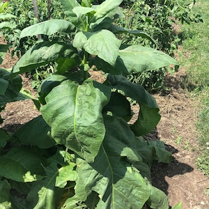 Little Yellow Tobacco Seeds: Non-GMO Nicotiana Tabacum Free Shipping No Tracking Read Description