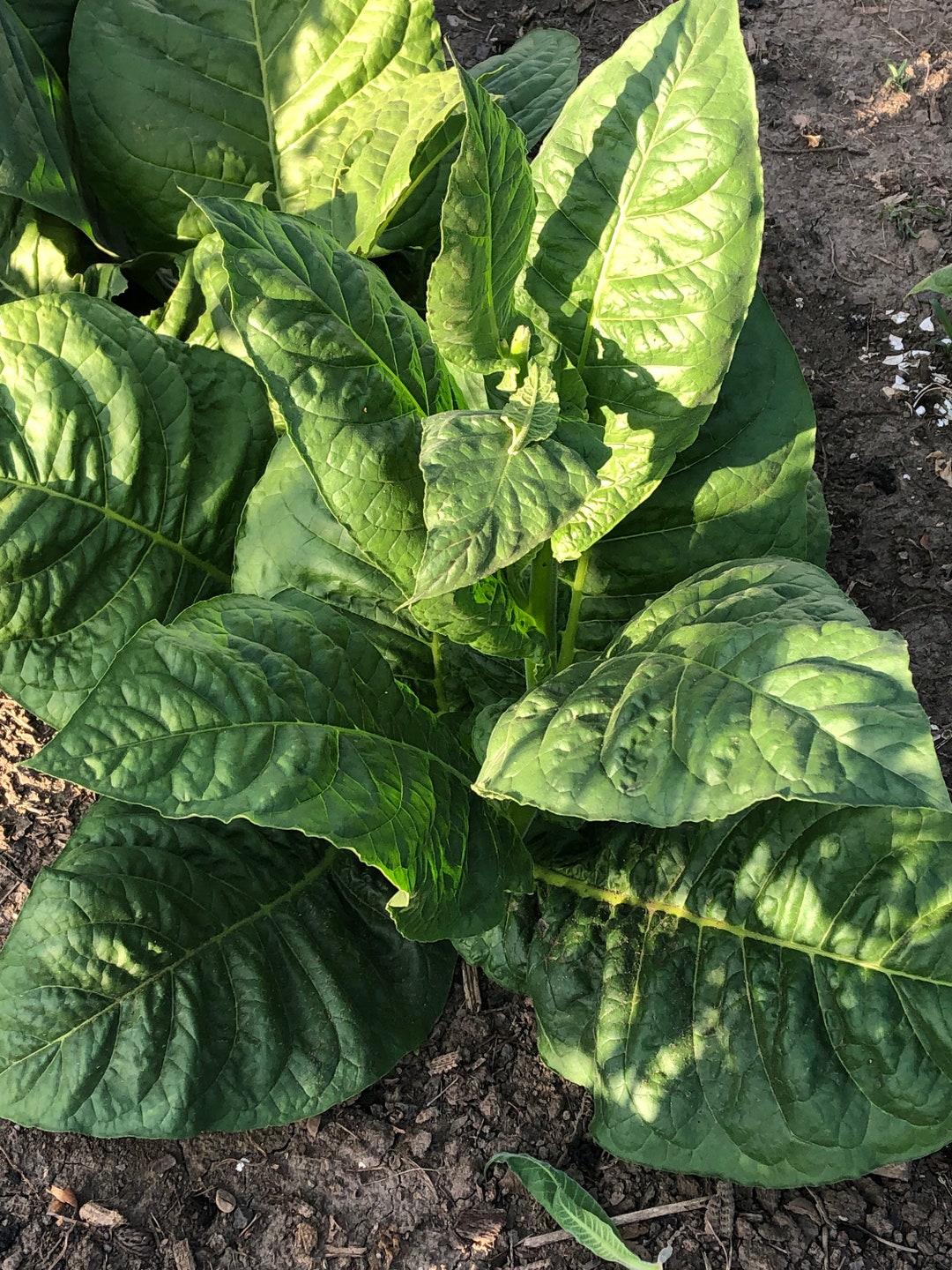 criollo tobacco seeds Criollo-98 Tobacco Seeds: Non-gmo Nicotiana Tabacum, Ornamental Flowers  Free Shipping No Tracking Read Description