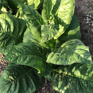Criollo-98 Tobacco Seeds: Non-GMO Nicotiana Tabacum Free Shipping No Tracking Read Description