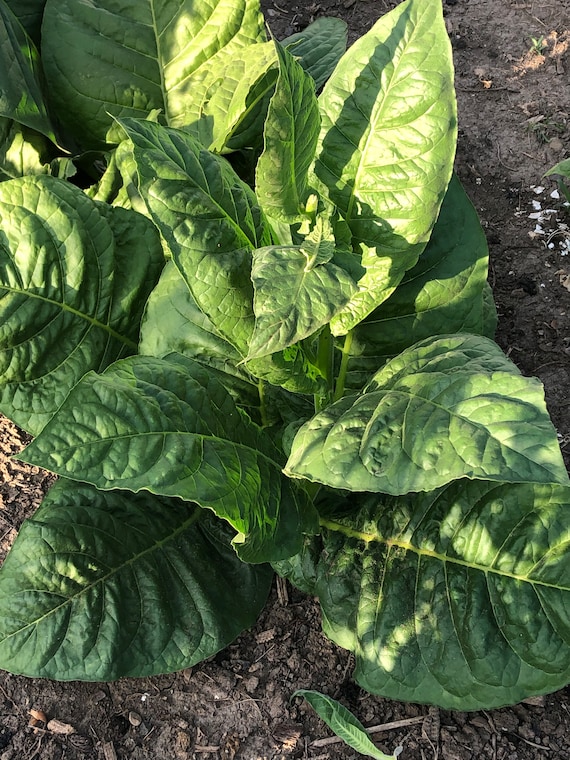 criollo 98 tobacco Criollo-98 Tobacco Seeds: Non-gmo Nicotiana Tabacum, Ornamental Flowers  Free Shipping No Tracking Read Description