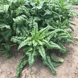 Heirloom Spinach Seeds Non-GMO