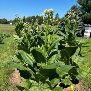 fresh tobacco leaf Images  Browse 674,436 Stock Photos, Vectors, and Video Nicotiana tabacum Fresh Tobacco Leaves Fields Stock