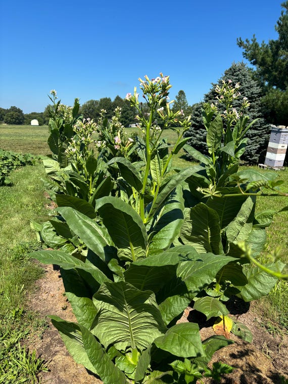 havana tobacco seeds for sale Magic Garden Seeds - Havanna (Nicotiana tabacum), 1 Package This cigar filler or binder holds up well during inclement weather with a pyramidal shape that gives it good wind resistance. Images Havana Heirloom Tobacco Seeds