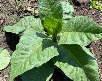 mouth not opening due to tobacco chewing DVIDS - News