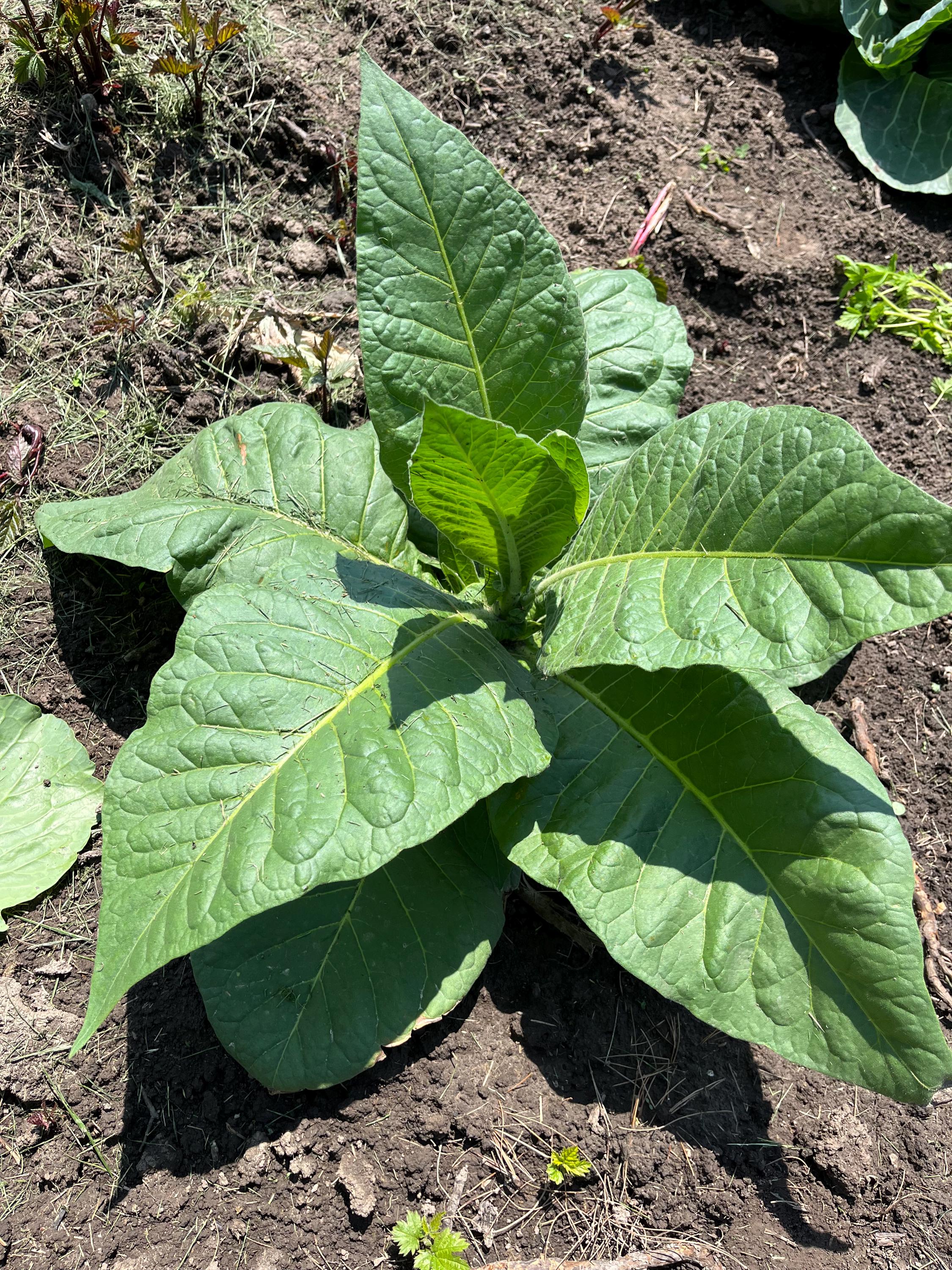 louisiana pirogue tobacco Louisiana Perique Tobacco Seeds: Non-gmo Nicotiana Tabacum, Fruity Aroma  Plant Free Shipping No Tracking Read Description