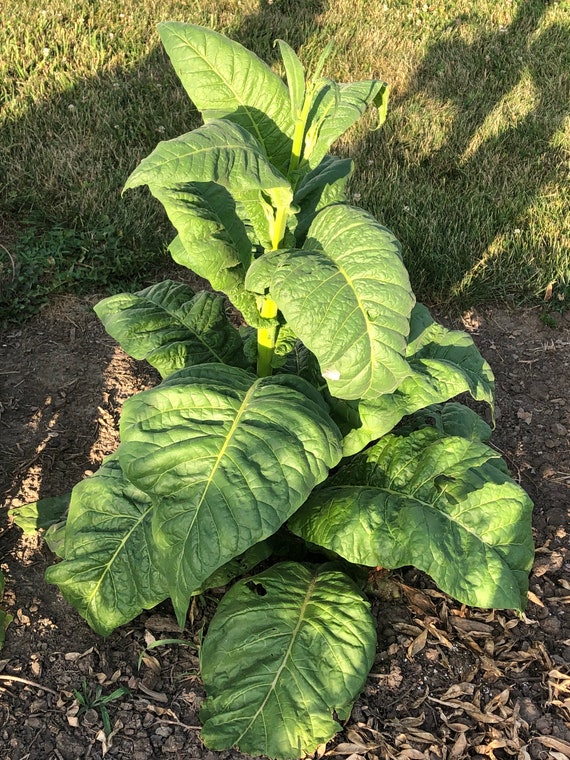 dark tobacco varieties Buy Stag Horn Tobacco Seeds: Non-gmo Nicotiana Tabacum, Dark Air-cured  Variety Free Shipping No Tracking Read Description Online in India