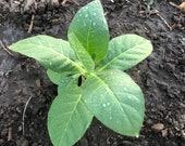 turkish tobacco seeds Homesteading Seed Pack - Burley, Virginia, 3,000+ Black Sea Samsun Tobacco Seeds: