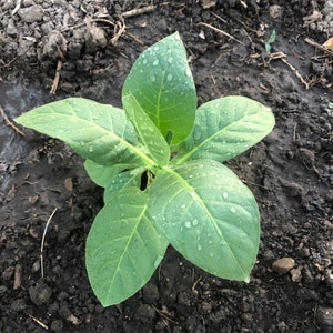 turkish tobacco seeds AROMATIC BLACK SEA BASMA OVER 500+ 0.05GR FRESH 2025 CROP 1000 Black Sea Samsun Tobacco