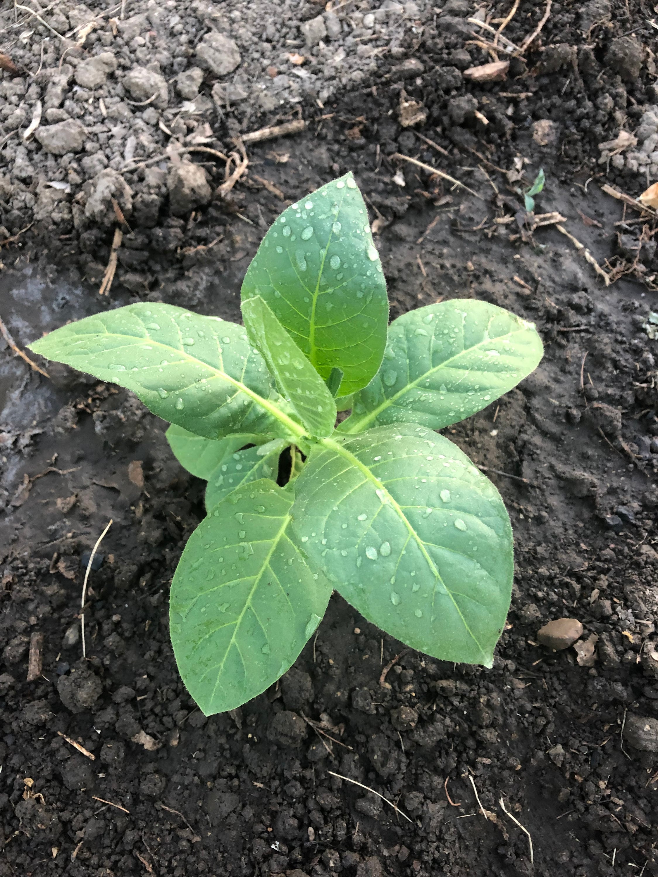 turkish tobacco seeds Turkish Tobacco Seed