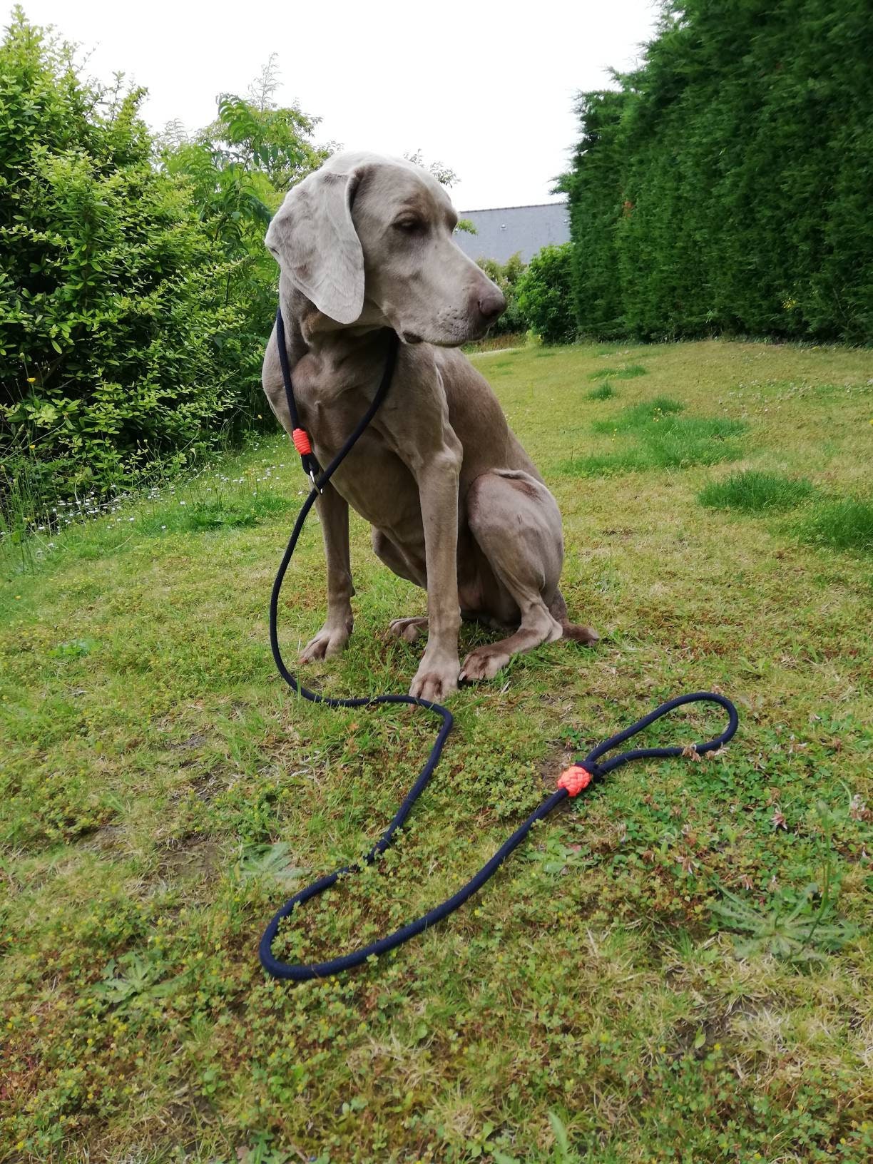 Laisse Lasso en Coton