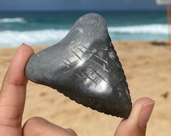 Jaxx the Shark Tooth