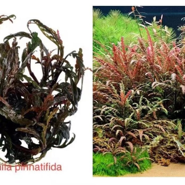 Red Aquatic plant ，aquarium plant  （Hygrophila pinnatifida）