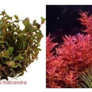 Rotala macrandra red aquatic plant 1-2grow young plant 4oz package image 1