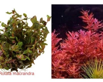 Rotala macrandra red aquatic plant 1-2grow young plant  4oz package