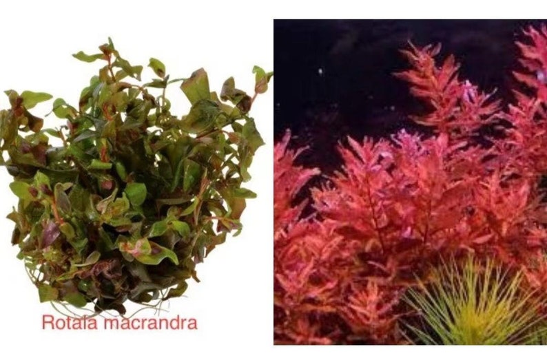 Rotala macrandra red aquatic plant 1-2grow young plant 4oz package image 1