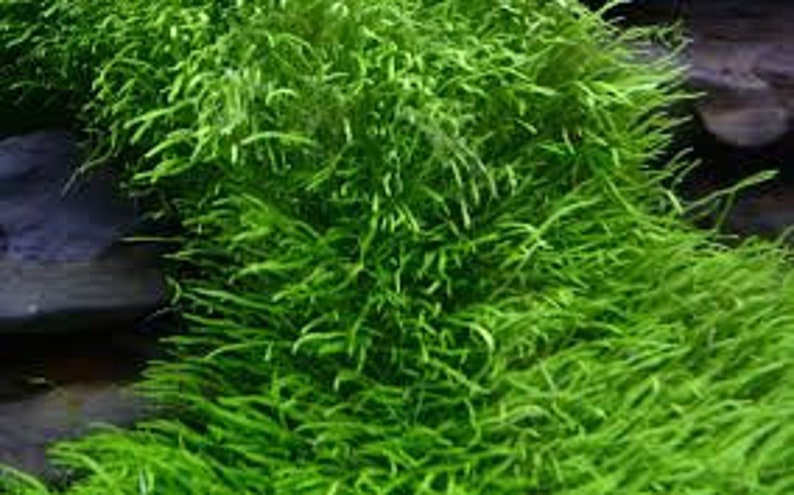 Utricularia graminifolia carpet grass image 10