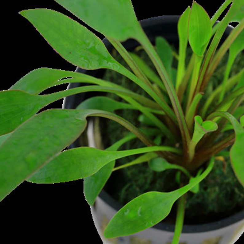 Cryptocoryne x willisii X1pot individual package image 3