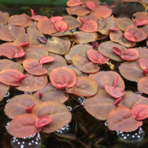 Phyllanthus fluitans ，red root floating plant