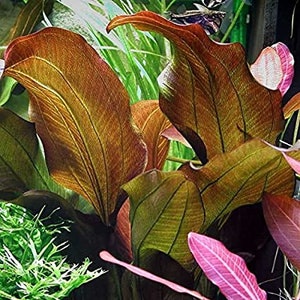 Tropica new plant Echinodorus 'Reni' image 5