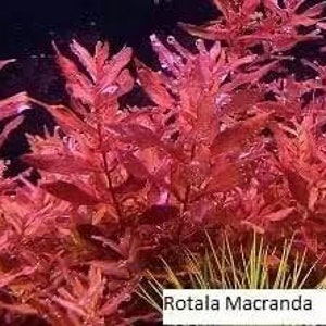 Rotala macrandra red aquatic plant 1-2grow young plant 4oz package image 3