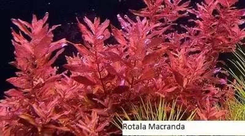 Rotala macrandra red aquatic plant 1-2grow young plant 4oz package image 3