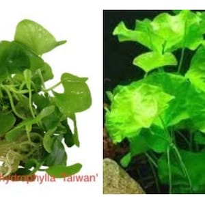 EASY to keep aquarium plant ,Nymphoides hydrophylla ‘Taiwan’