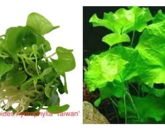 EASY to keep aquarium plant ,Nymphoides hydrophylla ‘Taiwan’