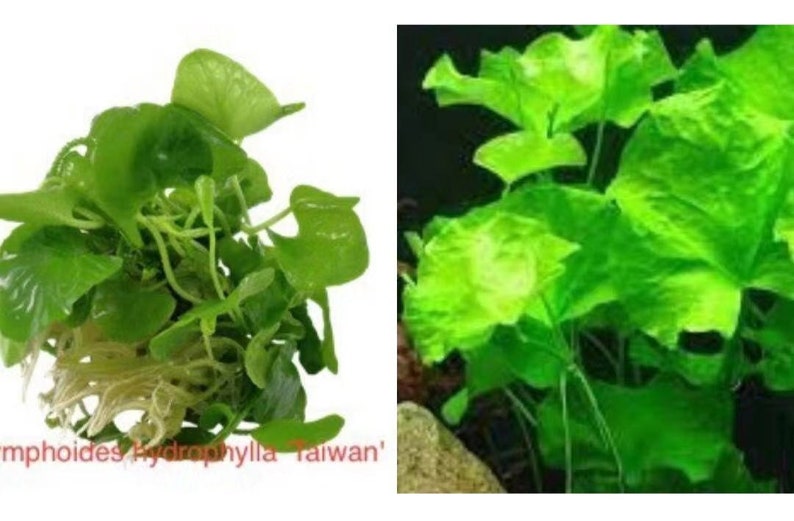 EASY to keep aquarium plant ,Nymphoides hydrophylla Taiwan image 1