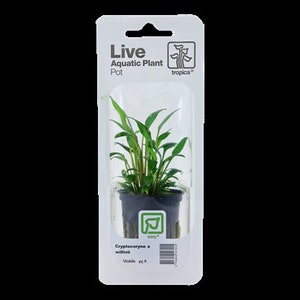 Cryptocoryne x willisii X1pot individual package image 1