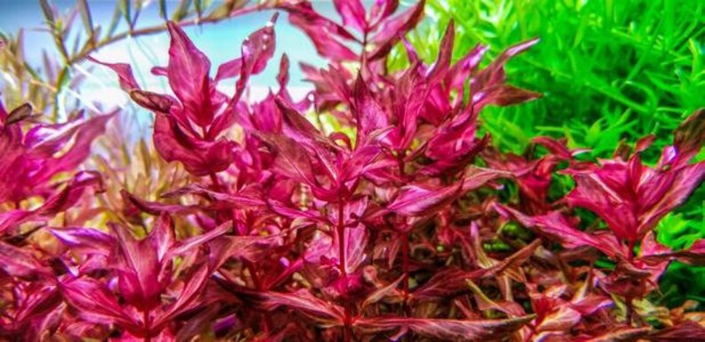 Rotala macrandra red aquatic plant 1-2grow young plant 4oz package image 5