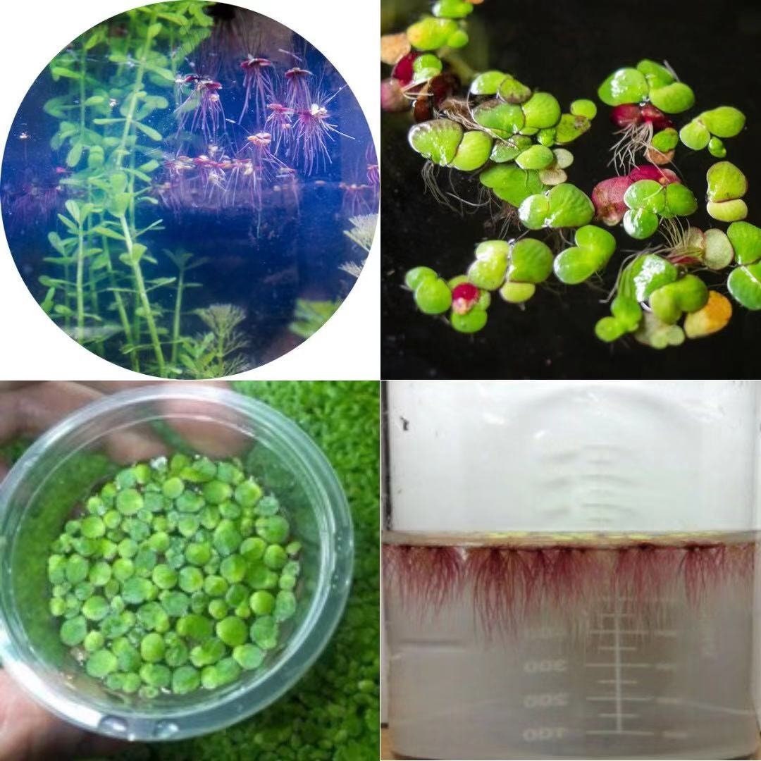 Lentilles d'eau 3 en 1 combo de plantes flottantes aquatiques