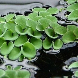 Salvinia auriculata Floating plants image 5