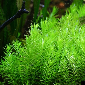 Tropica new plant Rotala rotundifolia 'Green' image 3