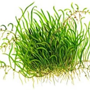 Utricularia graminifolia carpet grass image 2