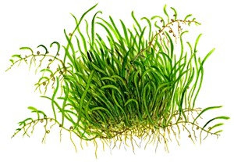 Utricularia graminifolia carpet grass image 2