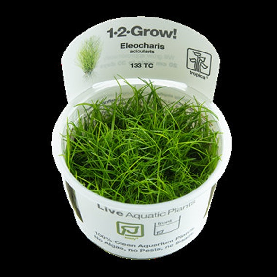 Tropica New Plant Eleocharis Acicularis big Cow Grass - Etsy Australia Tropica New Plant Eleocharis Acicularis big Cow Grass - Etsy Australia