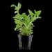 see more listings in the pot plant section