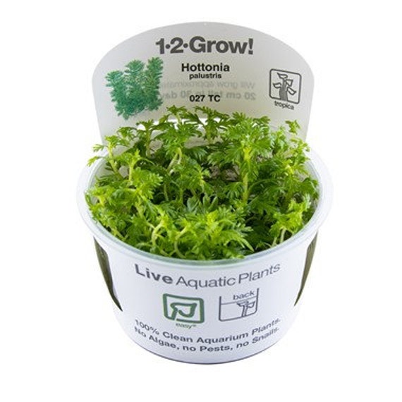 plante aquarium tropica