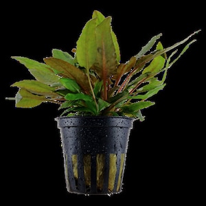 Cryptocoryne wendtii 'Tropica image 1