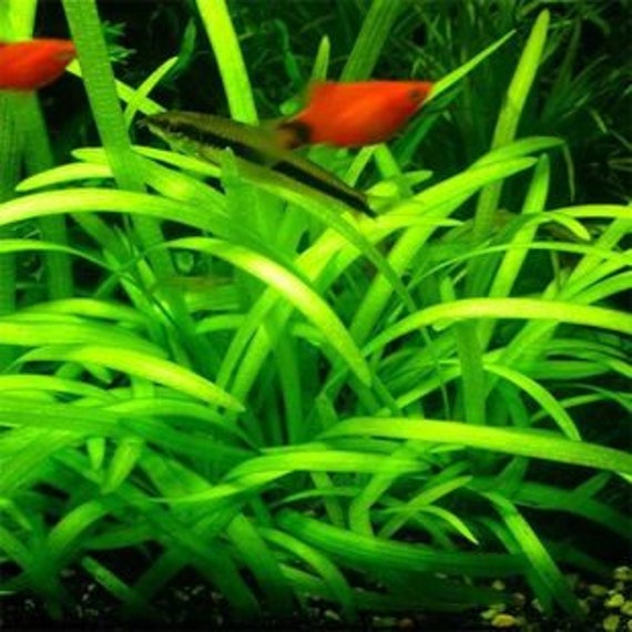 Plantes aquatiques vivantes pour aquarium, plantes d'eau douce