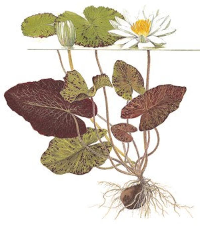 Nymphaea lotus image 5