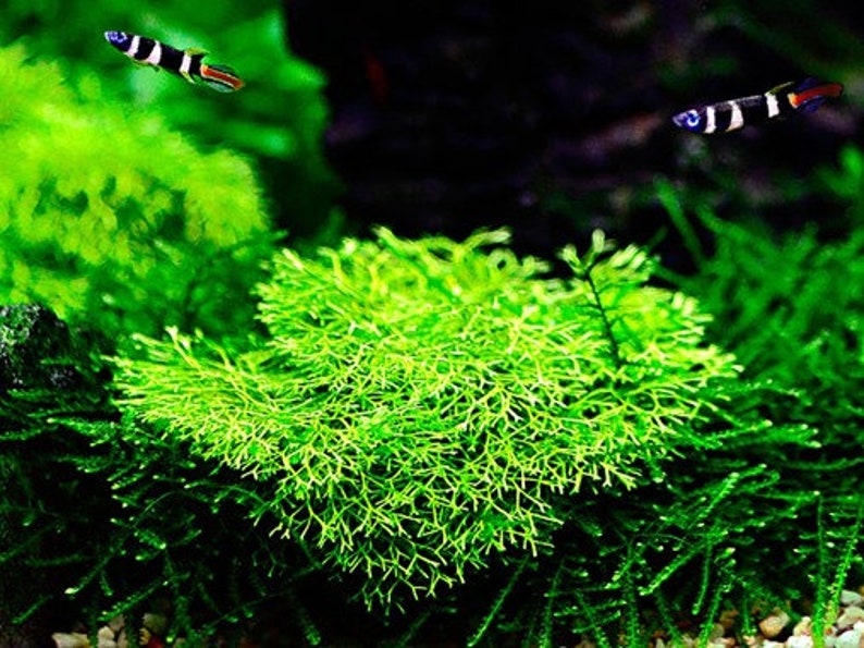 Riccia fluitans moss Bild 3