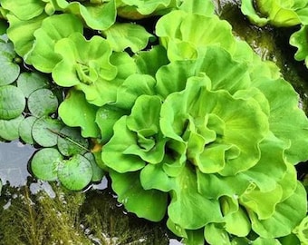 Water Lettuce Floating Pond Plant (3 Plants)