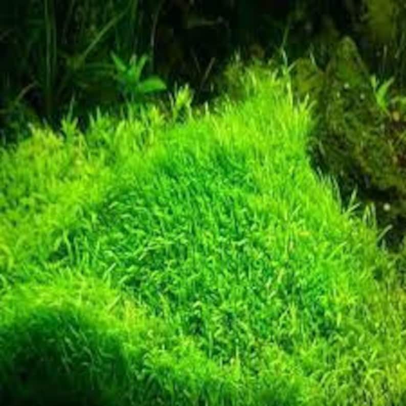 Utricularia graminifolia carpet grass image 7