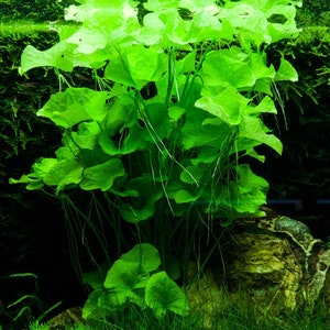 EASY to keep aquarium plant ,Nymphoides hydrophylla Taiwan image 6