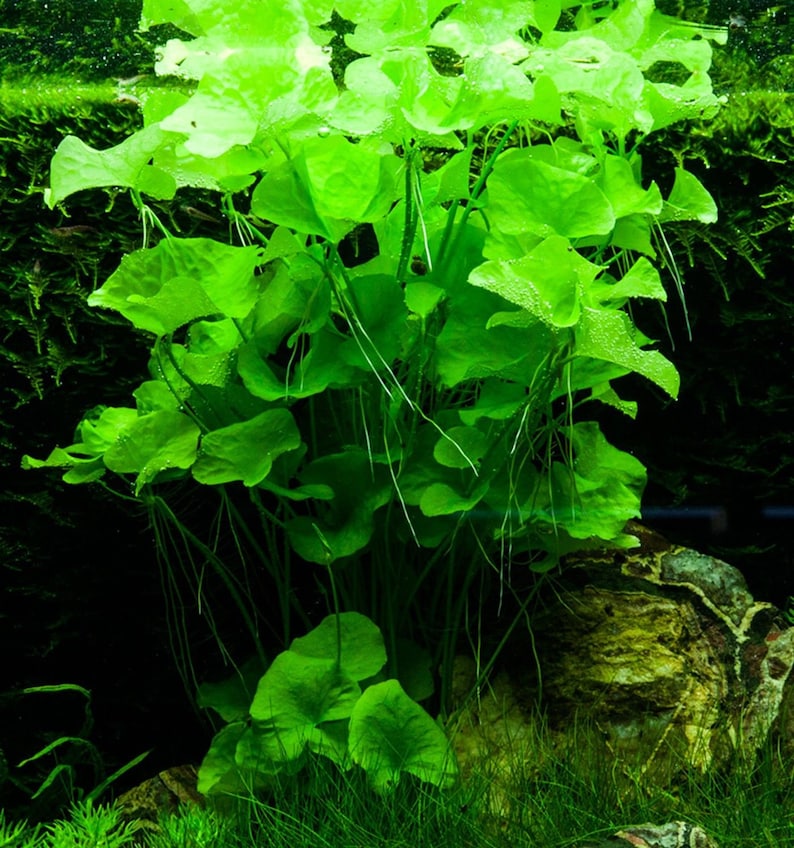 EASY to keep aquarium plant ,Nymphoides hydrophylla Taiwan image 6