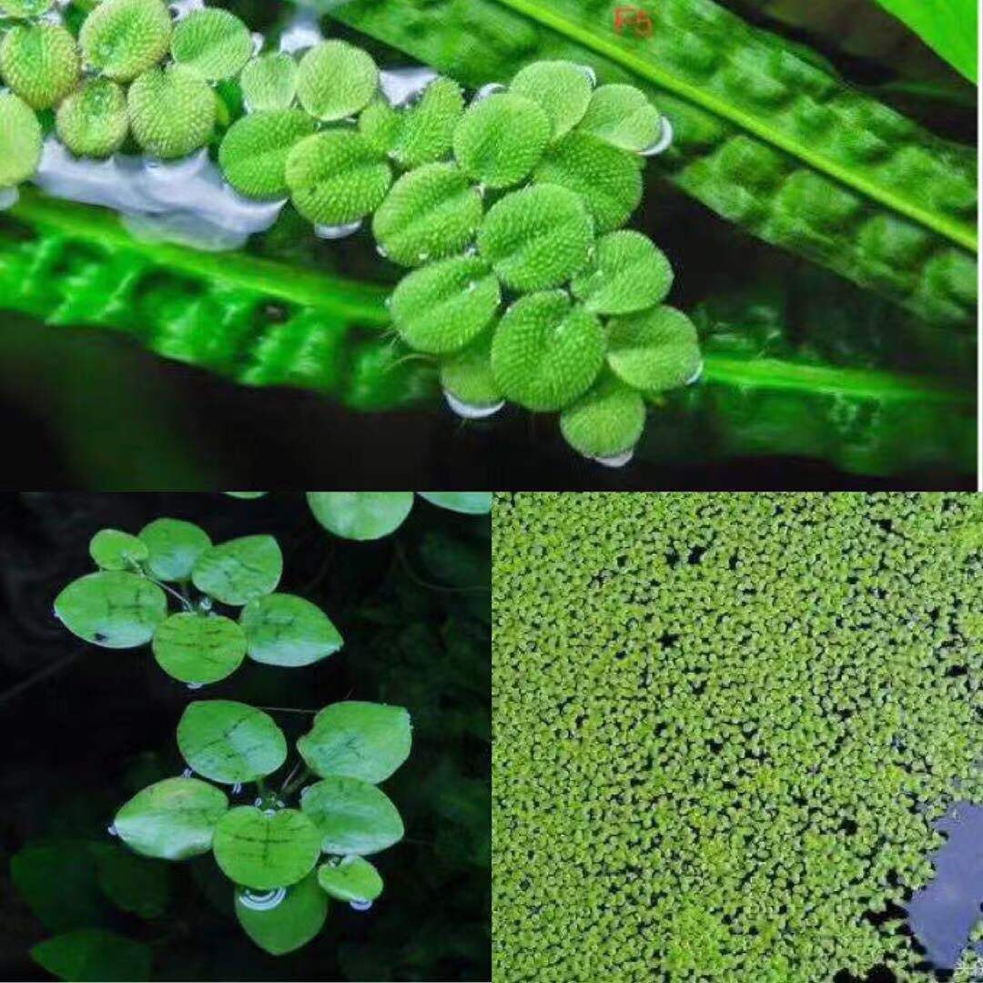 Duckweed 3 in 1 Aquatic floating plant comboaquarium plant Etsy